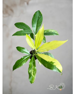 philodendron-goeldii-variegated-sale-houseplants