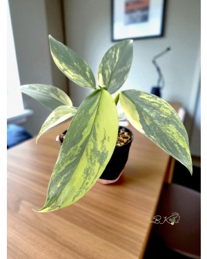 Variegated Foliage – Shimmering Silver Tones Glossy leaves under natural light.