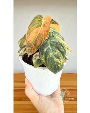 Side view of Philodendron Melano Orange Variegated plant in nursery pot