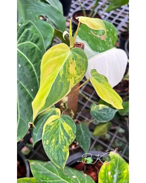 Philodendron Micans Variegated – Collector Plant  Image 3