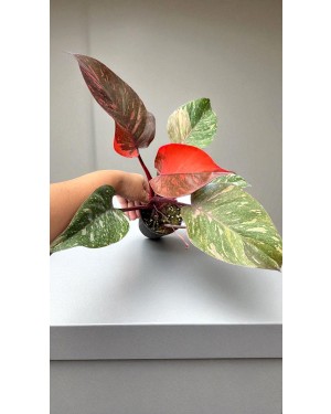 Philodendron Orange Princess Variegated