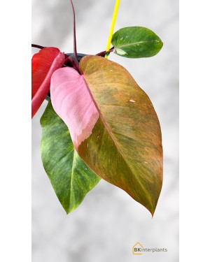 Philodendron Persimmon Princess Variegated
