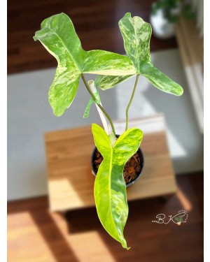 Philodendron Paradise Beauty Hybrid – 3 Large Variegated Leaves