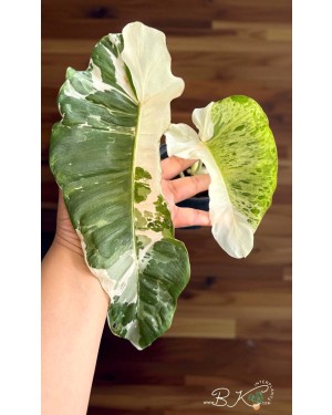 Healthy Philodendron Paraiso Verde Albo Variegated specimen with new leaf emerging