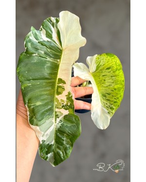 Close-up of Philodendron Paraiso Verde Albo Variegated leaf showing intricate white patterns