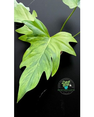 Close-up of Philodendron Radiatum Variegated leaf showing creamy and green marbled variegation