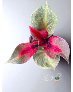 Grown & Shipped from Thailand by BK Interplants