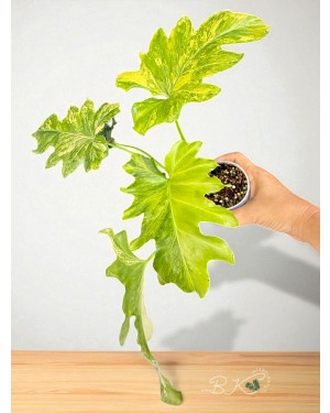 Selloum Variegated – Close-Up of Deeply Lobed Variegated Leaf