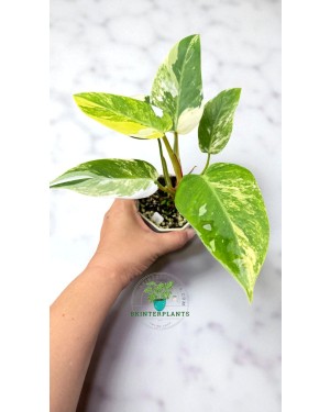 Philodendron White Princess Tricolor Variegated rare tropical aroid plant from Thailand in nursery pot