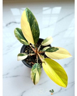 Philodendron Yellow Congo Variegated in 5-Inch Pot – Full Plant View