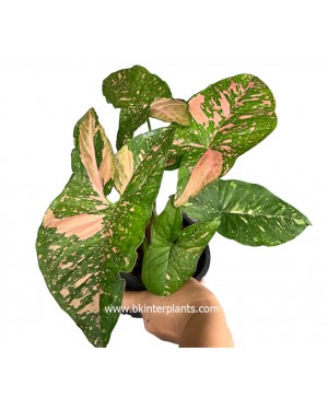 Syngonium Pink Allusion