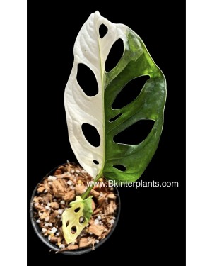 Monstera Adansonii Albo Variegated 1 Leaf