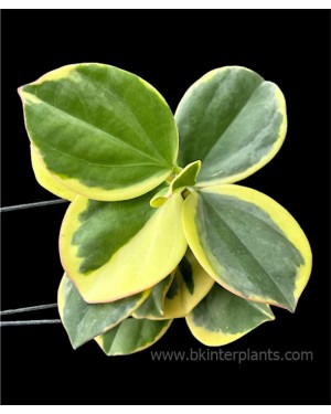 Hoya pachyclada Kerr Yellow Var.
