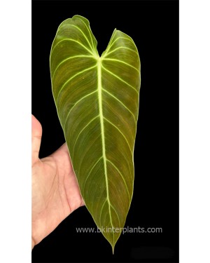 Philodendron Melanochrysum