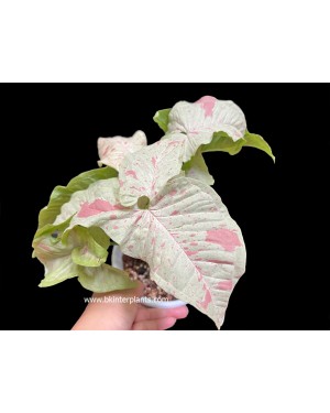 Syngonium Milk Confetti