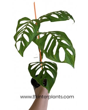 Monstera Esqueleto