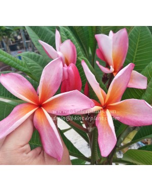 Plumeria " Pink Ribbon "