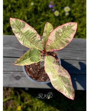 Plumeria Siam Red Ruby Variegated – Leaf & Variegation Closeup Showcasing the creamy white variegation on lush green leaves.