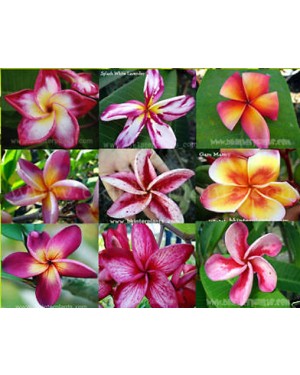 100 Seeds " Plumeria Mixed Seeds "