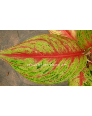 AGLAONEMA " Rich Millionaire "