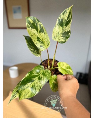 Textured background like marble or leaf, earthy tones, small plant illustration.