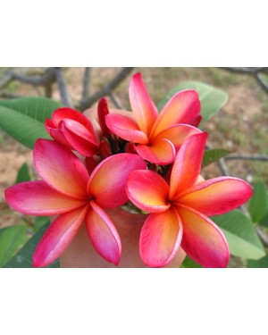 Plumeria " Reach Orange "