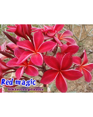 Plumeria "Red Magic"