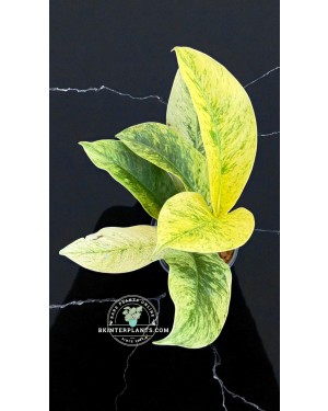 A1-Rhaphidophora Elliptifolia Variegated