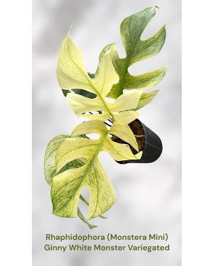 Rhaphidophora Ginny White Monster Variegated