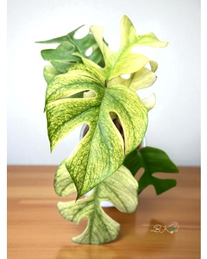 Healthy root system of Rhaphidophora Ginny packed in sphagnum moss for export