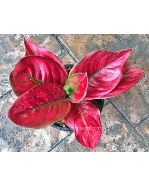 AGLAONEMA " Red Lady "