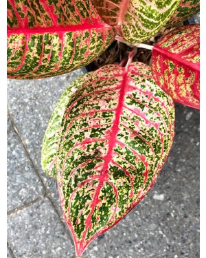 AGLAONEMA " Lucky Rich "