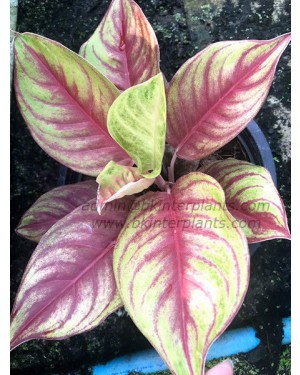 AGLAONEMA " Red Penny "
