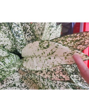 AGLAONEMA " World Heritage "