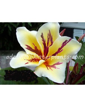 Plumeria " S.Vichanu Gold " 