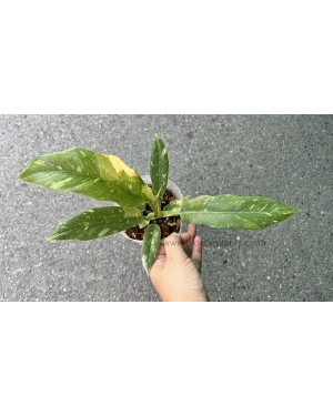 Philodendron Ring of Fire 