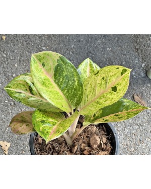 Aglaonema Kamlaithong