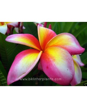 Plumeria " Salee 5 "
