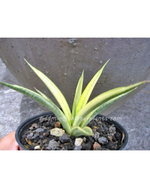 Sansevieria " Gracilis Yellow Vareigated "