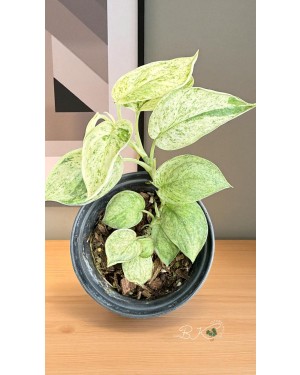 Rare Trailing Plant Soft Satin Leaves