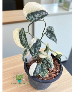 Wholesale 5x Scindapsus Mayari Variegated – Rare Aroid  Image 2