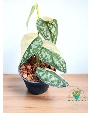 Scindapsus Mayari Variegated.Rare Plant Collection – BKinterplants