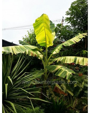 Musa Banana " Thepanom Variegated "