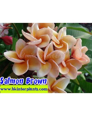 Plumeria " Salmon Brown "