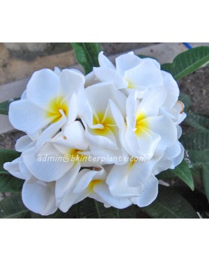 Plumeria "Snow White"