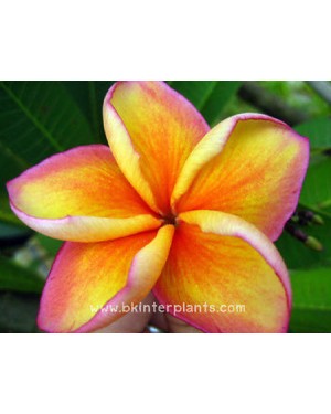 Plumeria " Specail orange " 