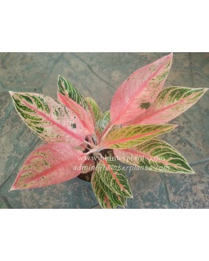 AGLAONEMA " Sudsakorn "