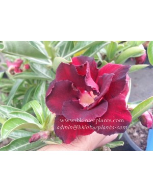 Adenium " Super Black " 