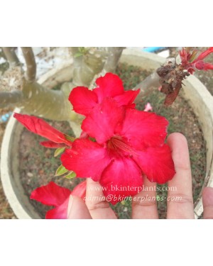 Adenium " Super Red Sirichok " 