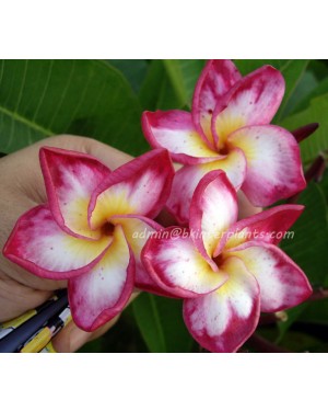 Plumeria " Tiffany " 